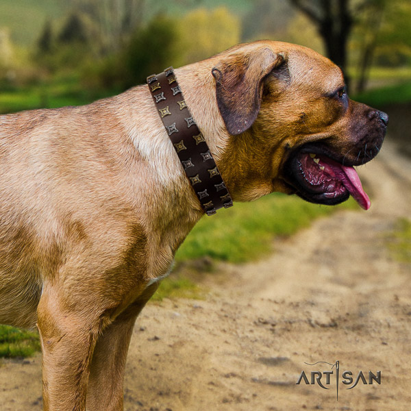 Cane Corso adorned full grain genuine leather dog collar for walking