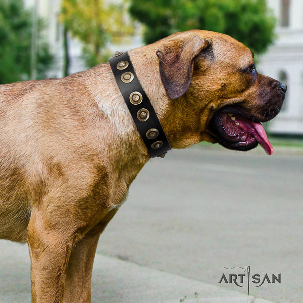 Cane Corso top notch genuine leather dog collar for everyday walking