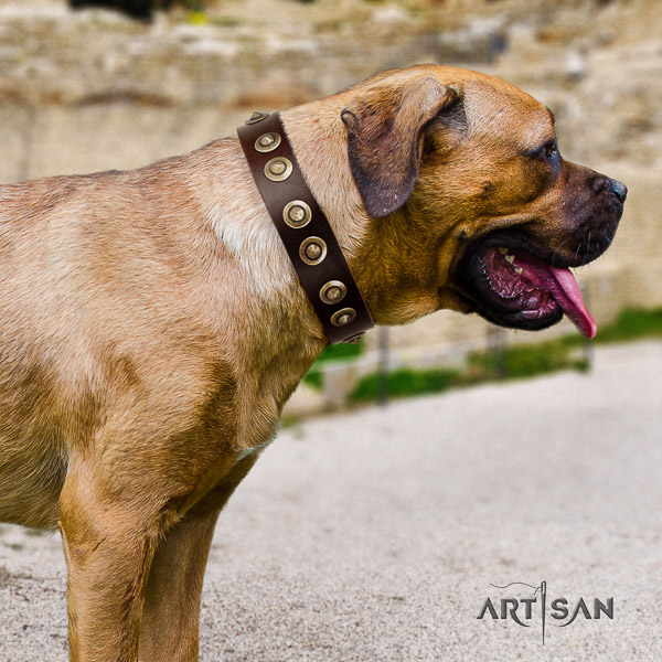 Cane Corso stunning genuine leather dog collar for everyday use