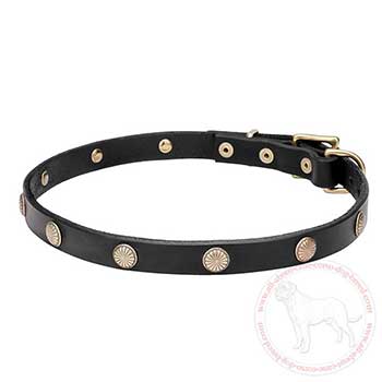 Exclusive dog collar for Cane Corso with brass studs