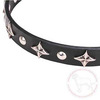 Large stars and studs of leather Cane Corso collar