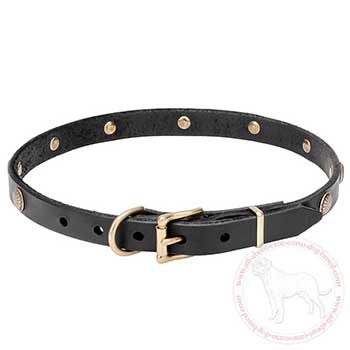 Leather Cane Corso collar with brass plated buckle and D-ring