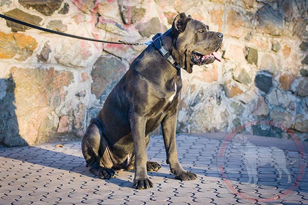 Leather Cane Corso collar with engraved-on-edges nickel plates
