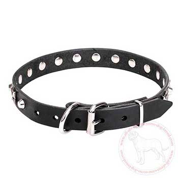 Cane Corso collar with chrome plated steel hardware