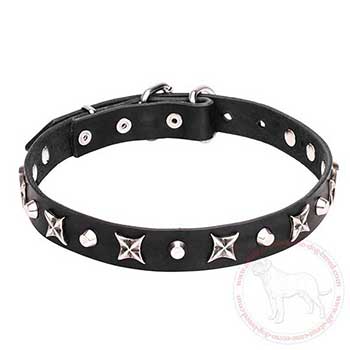 Leather dog collar for Cane Corso with chrome plated adornment