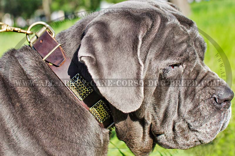 Fashion Leather Dog Collar with Trendy Plates for Mastino Napoletano  Gladiator