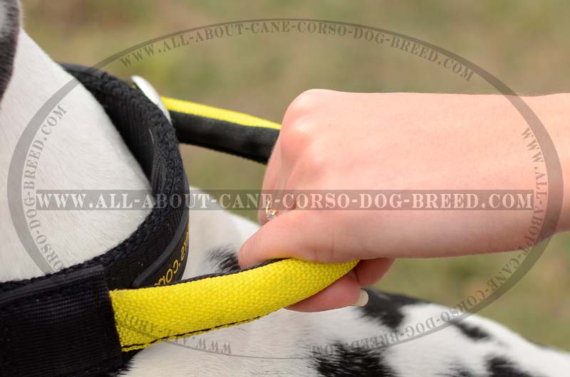 Service Nylon Great Dane Harness with Velcro ID Patches : Great Dane Breed:  Harness, Great Dane Muzzle, Great Dane Dog Collar, Dog Leash