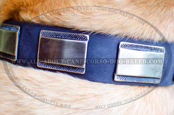 Nickel plates - awesome adornment for dog gear