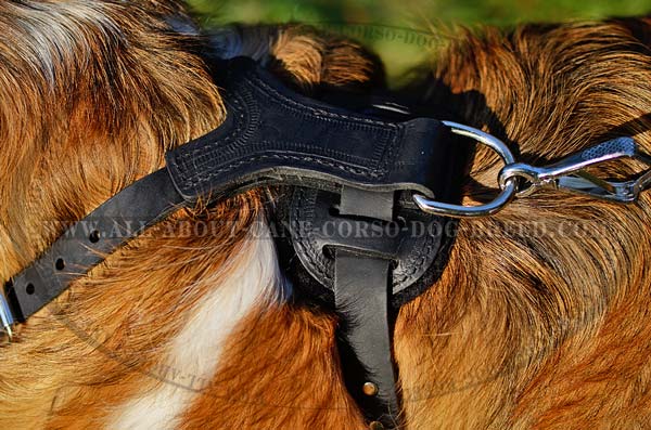Pleasant Walk Leather Dog Harness With Spikes