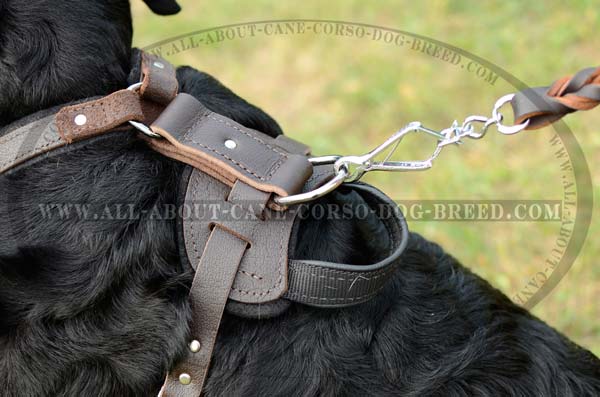 Custom Made Training Leather Dog Harness
