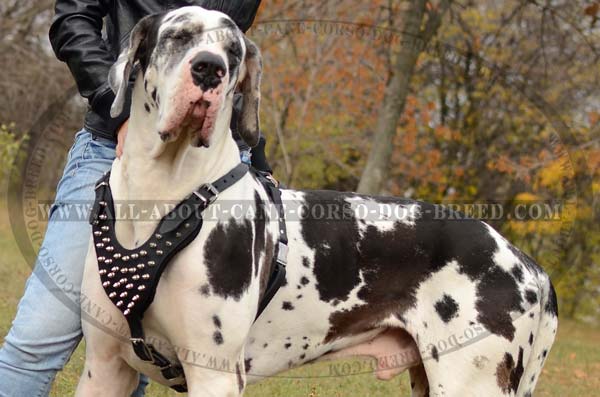 Safety Walking Leather Great Dane Harness