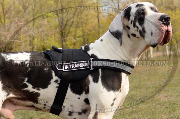 Versatile Nylon Dog Harness for Great Dane