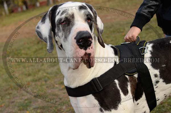 Service Nylon Great Dane Harness with Velcro ID Patches : Great Dane Breed:  Harness, Great Dane Muzzle, Great Dane Dog Collar, Dog Leash