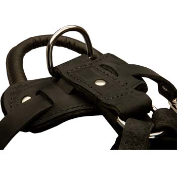 Indispensable leather dog harness for Molosser dogs