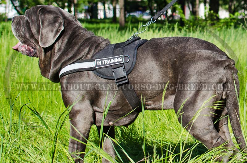 all-about-cane-corso-dog-breed.com - H12##1033 Tracking nylon Mastino  Napoletano harness