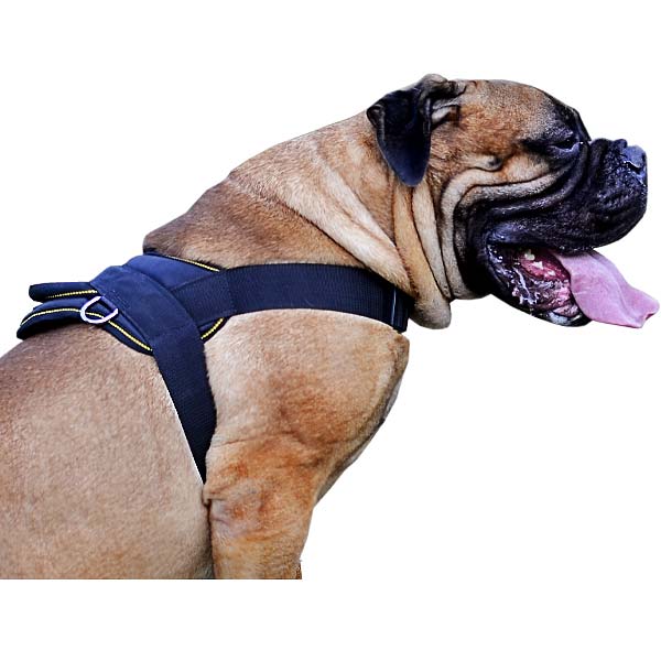 Better control everyday all weather dog harness for Bullmastiff