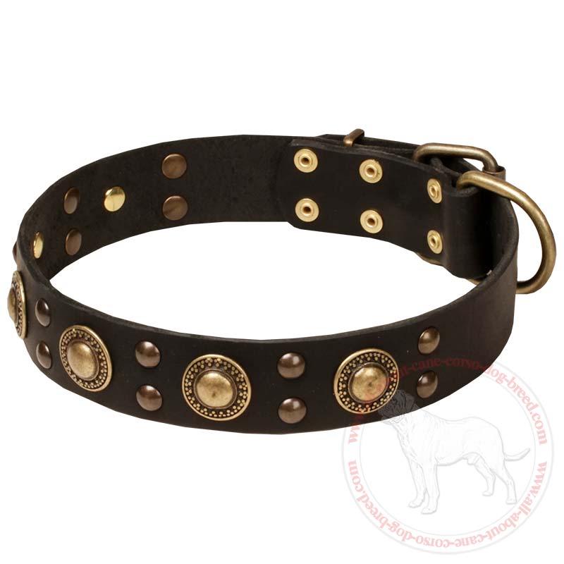 Gladiator clearance dog collar