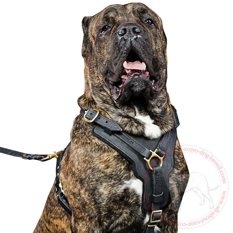 2-Ply Latigo Leather Dog Harness w/Studs - Pit Bull Gear