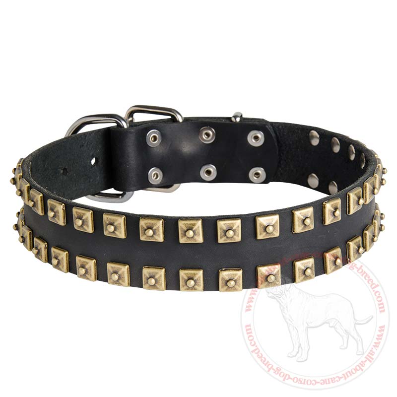 brass studded dog collar