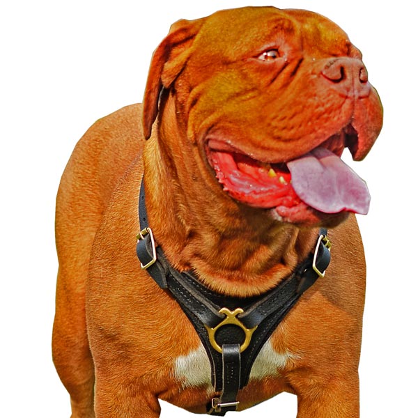 Dog Collars  Buy Online at DOGUE