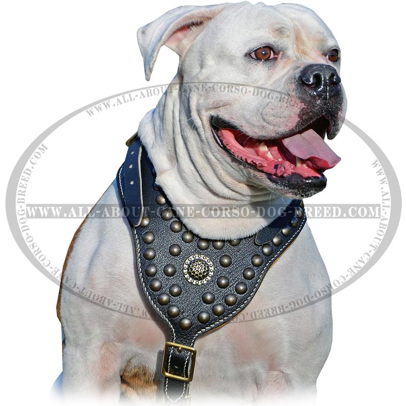 Exclusive Luxury Handcrafted Padded Leather Dog Harness : Mastiff Breed:  Harnesses, Muzzles, Collars, Leashes, Bite Tugs and Toys