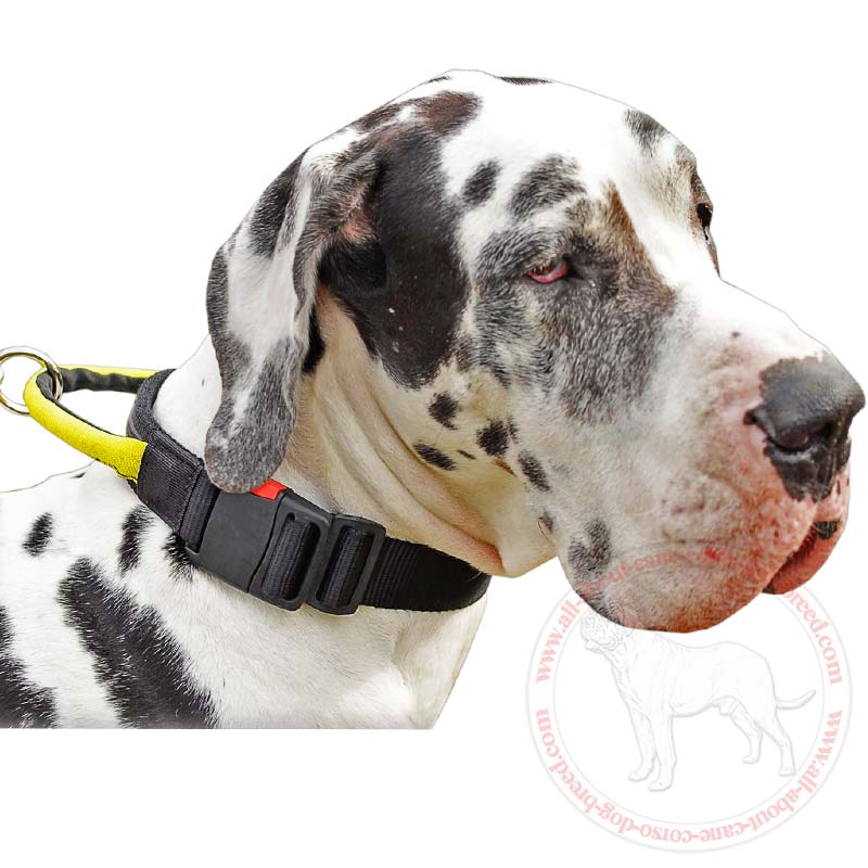 Chewing Dogior Nylon Collar & Leash