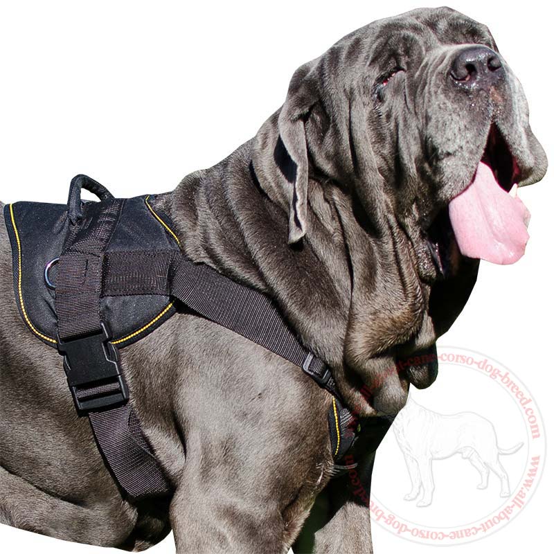 all-about-cane-corso-dog-breed.com - H12##1033 Tracking nylon Mastino  Napoletano harness