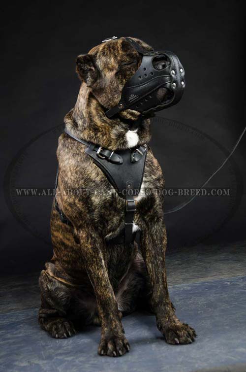Cane Corso breed heavy duty leather dog muzzle