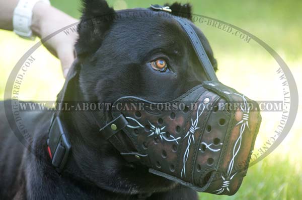 Easy-to-use painted leather dog muzzle for Cane Corso